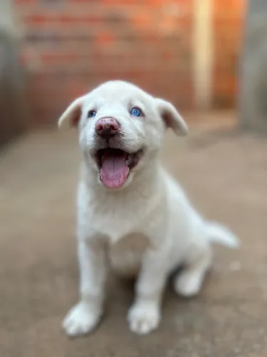 Filhote 100% PURO Husky siberiano