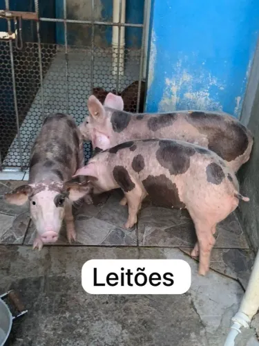 Venda de leitões pietrain elite