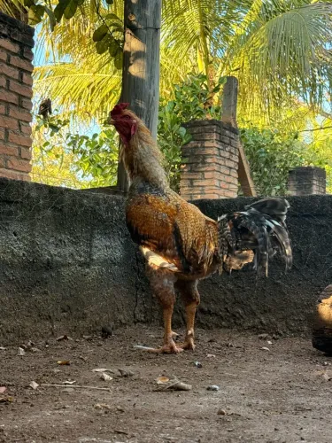 Galo índio