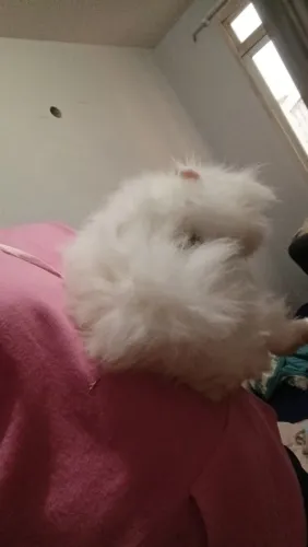Vendo coelho 
