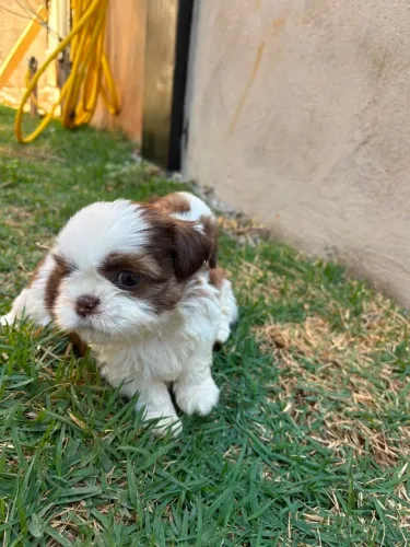 Shih-tzu filhote fêmea olhinhos azuis ( brinde caminha, escada e coberta)