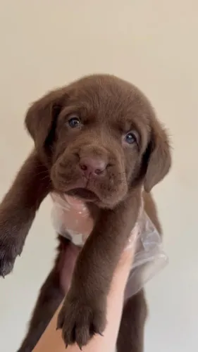 Labrador gentil para crianças saudavel 