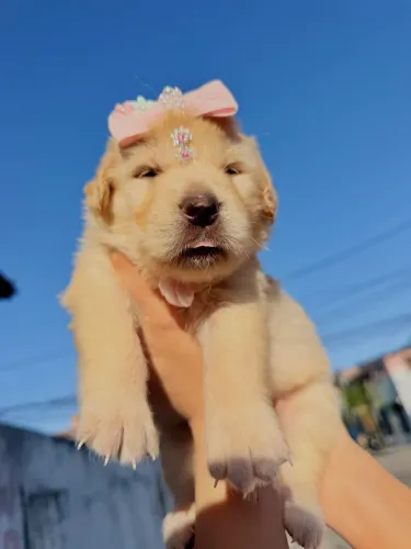 FILHOTES GOLDEN RETRIVER 