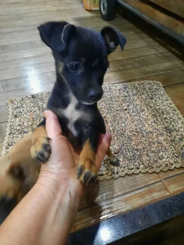 Doação de cachorros filhotes
