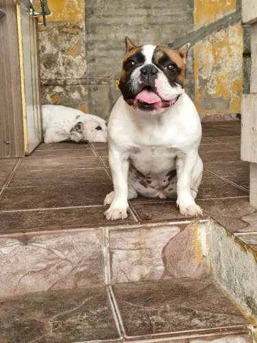 Filhote de Buldogue francês 