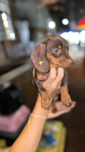 Dachshund machos e fêmeas 