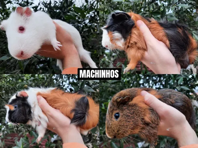 Porquinhos da Índia