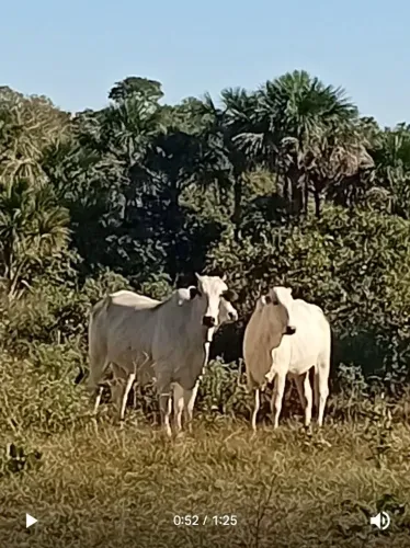 Vacas nelore