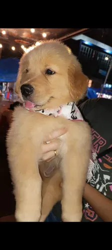 Golden Retriever fêmea