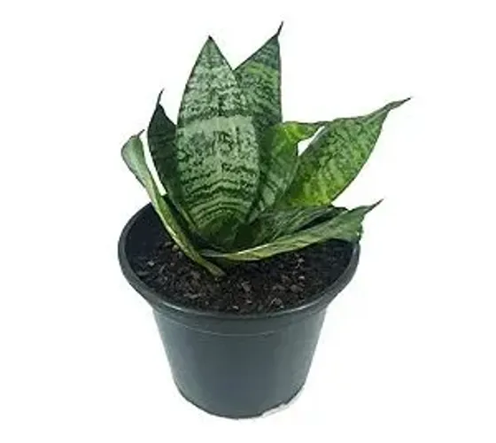 Mini espada de São Jorge 