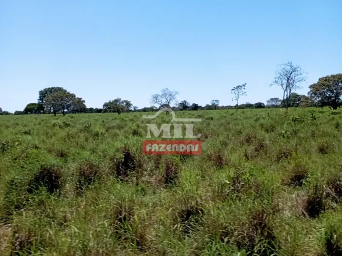 Fazenda no Vale do Araguaia-TO. 330 Alq. (1.597 Há).