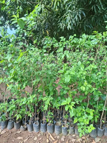 Amora comum produzindo