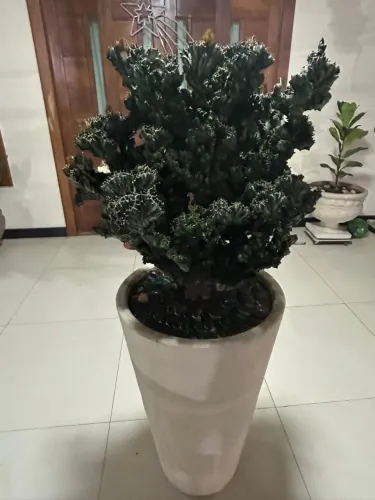 Planta Cacto-Monstro