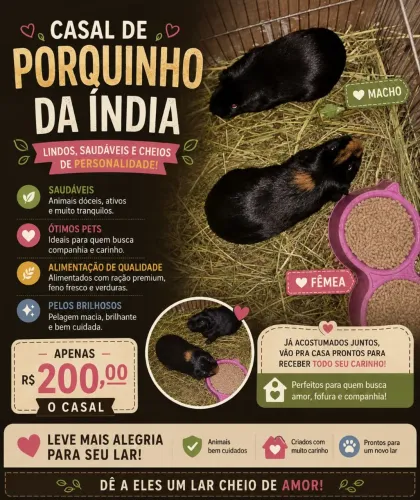 Casal de Porquinho-da-Índia - R$132