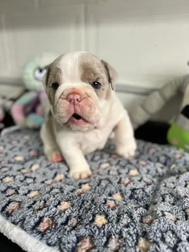 Bulldog inglês