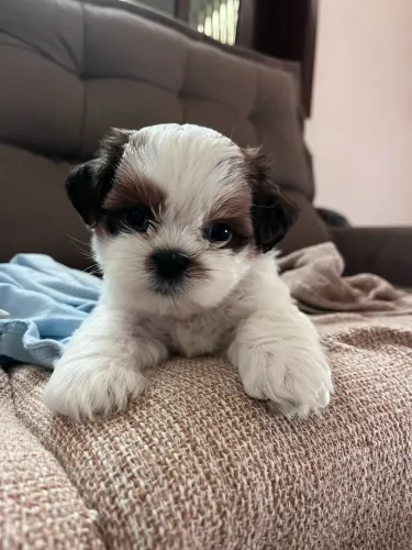 Cachorrinho Shih Tzu macho