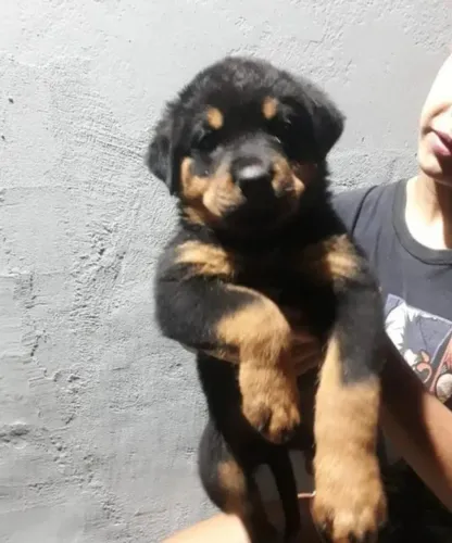 Filhotes de Rottweiler | Muito receptivo.