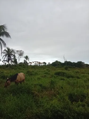Vedo sete tarefa de Terra em Amélia Rodrigues, fazenda campos, próximo a 324, 2 km .