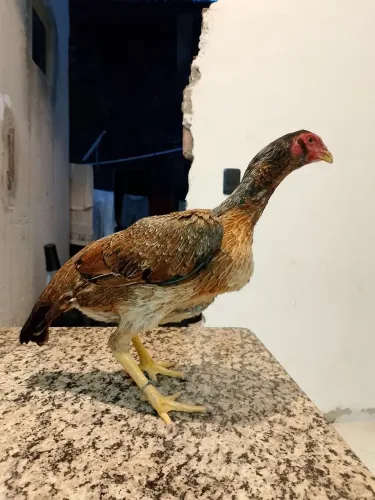 Galinha 