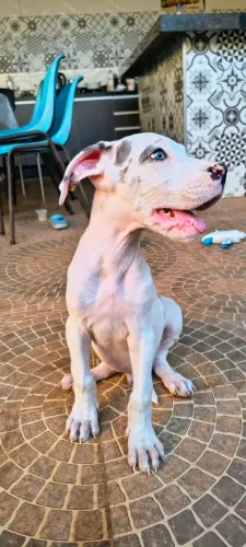 Dog alemão