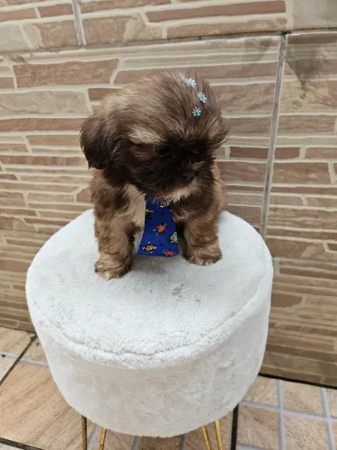 Shih Tzu