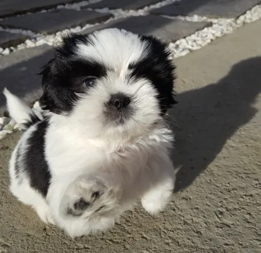 Filhotes de shih tzu em promoção