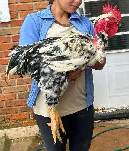 Galo Gsb