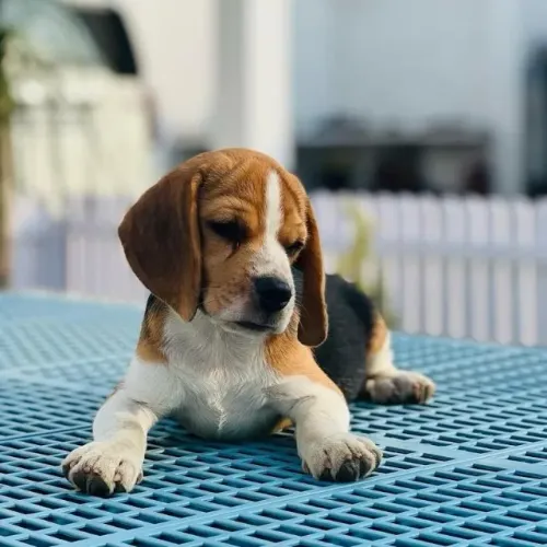 Filhotes de Beagle | Um pet cheio de vida e alegria.