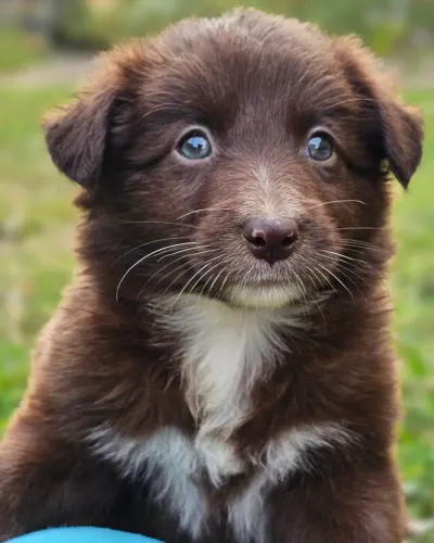 Border Collie Fêmea 