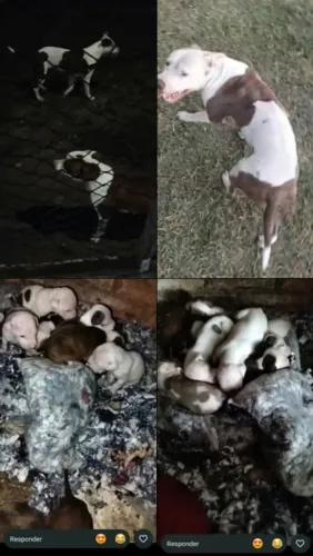 Pitbull tradicional apbt