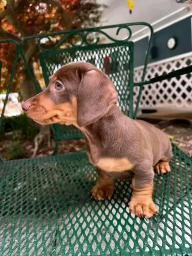 O Salsichinha Mais Fofo que Você Vai Ver Hoje