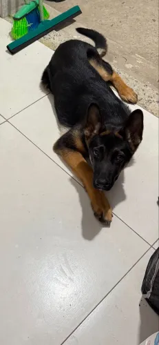Filhote de Pastor Alemão com pedigree. Está com 5 meses. 