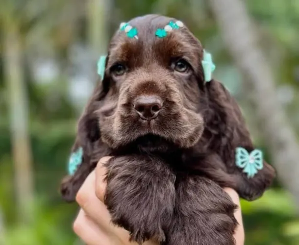 Filhote de Cocker Spaniel Inglês