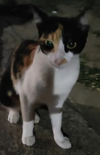 Doa-se essa gatinha linda tricolor