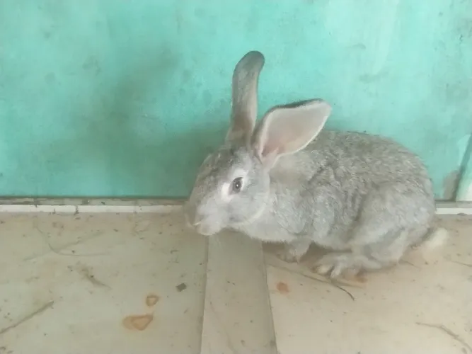 Coelhos