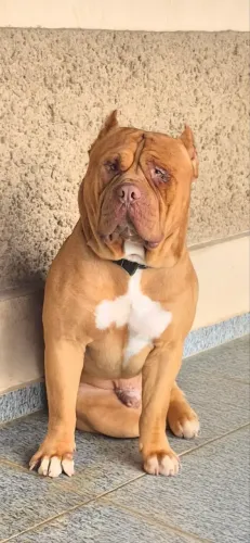Pitmonster Padreador