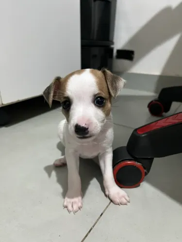 Pinscher branco 2 meses