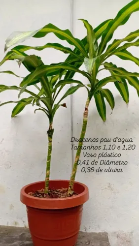 Dracena pau d'água em vaso