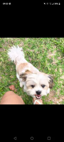 Shitzu