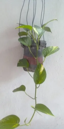 Planta Jiboia ( Faço entrega)