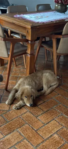 golden retriever 