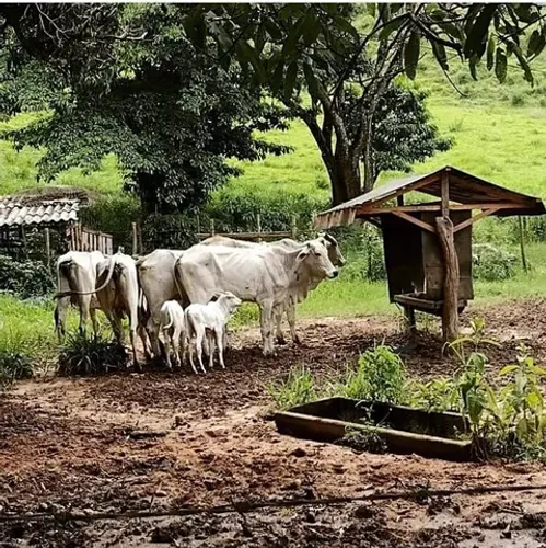 Cochos de Sal e Silagem de Alta Qualidade - Aumente a Produtividade do seu Rebanho!