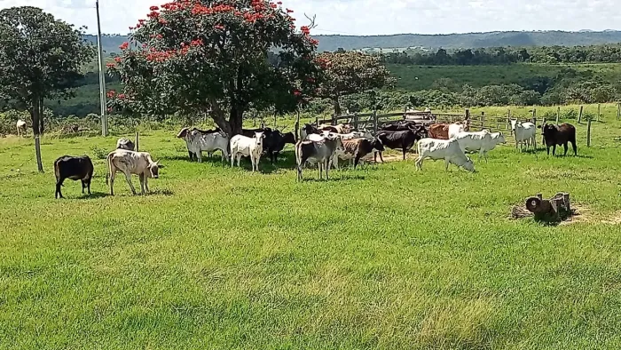 Vendo fazenda 700 hec. Em Camapuã MS