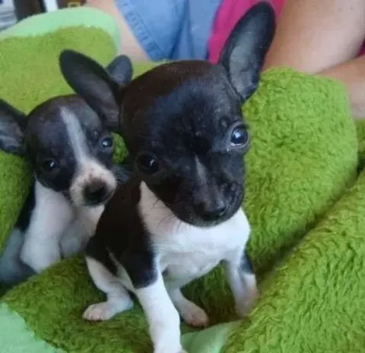 Lindos filhotes de Pinscher 00