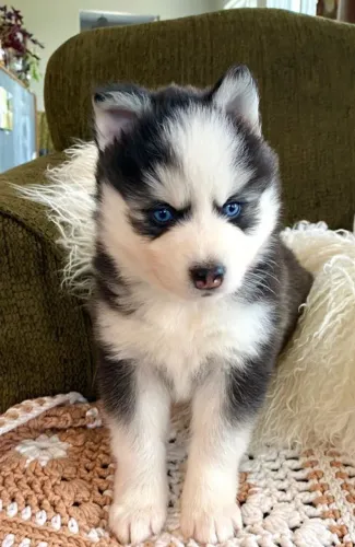 Pomsky Filhotes Peludos