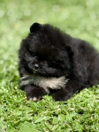 Lindo Machinho de Spitz Alemão Anão 