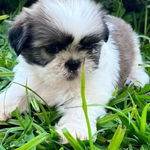 lhasa apso be pequenos e peludos 