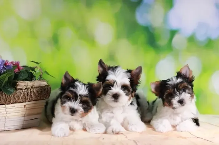 Biewer Terrier Fêmea Tricolor Um Filhote Especial Esperando Você