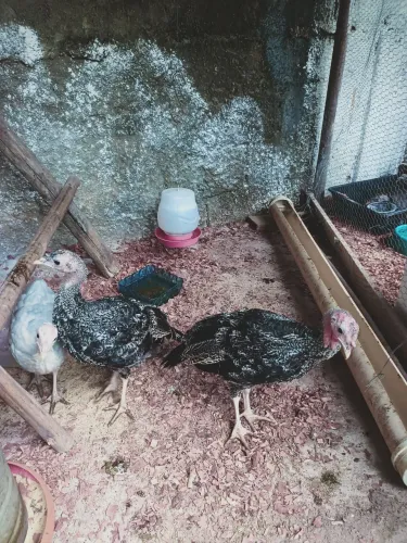 Perus Filhotes Vacinados | Criação Familiar em Alfredo Chaves - ES