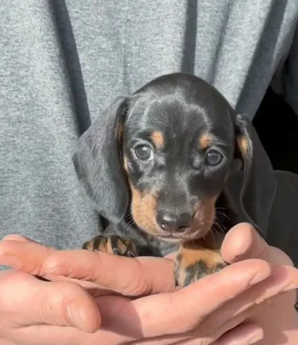 Dachshund salsichinha Fêmea / pedigree opcional 